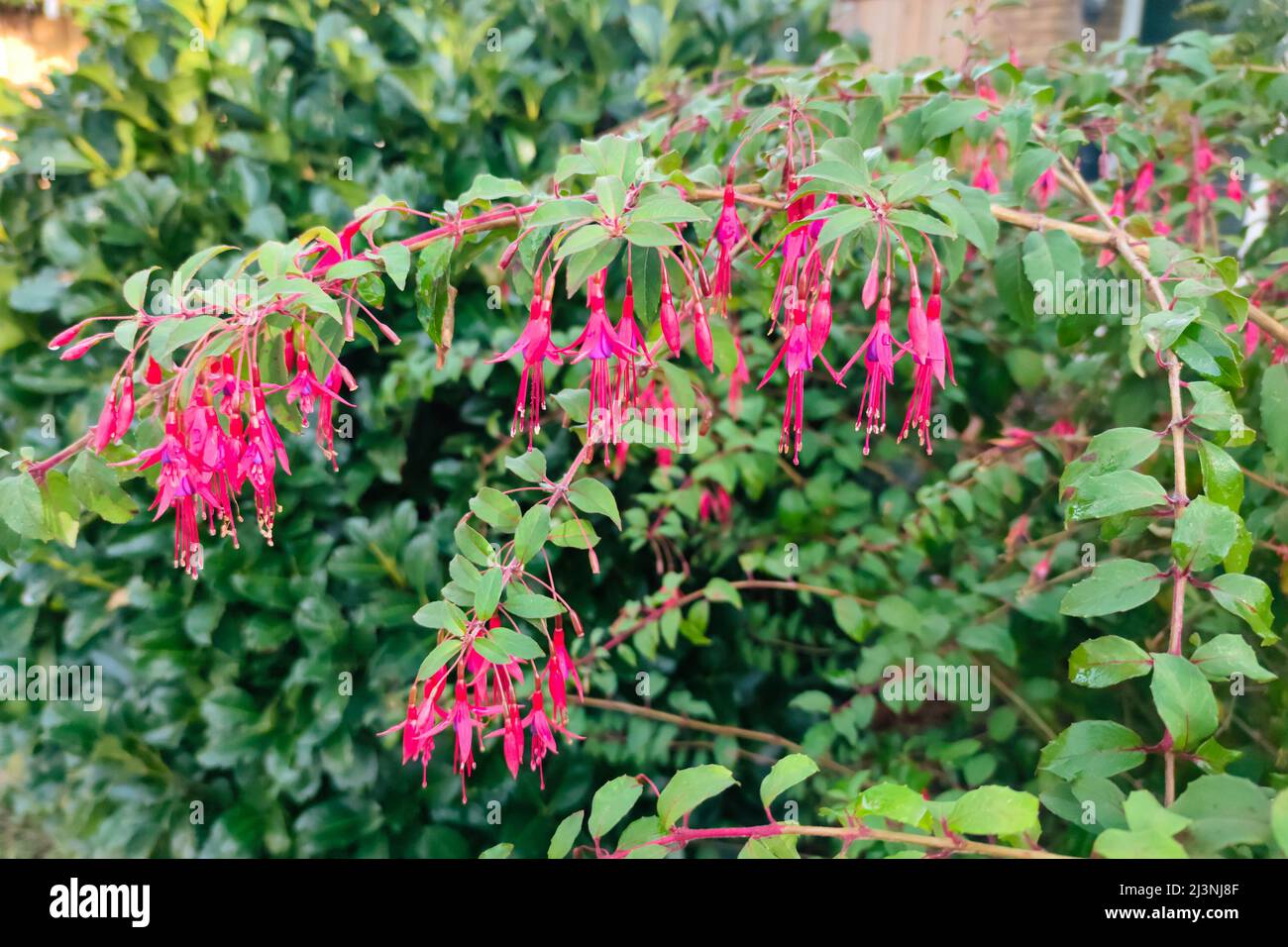 Purple red colored Fuchsia flowers in a garden Stock Photo
