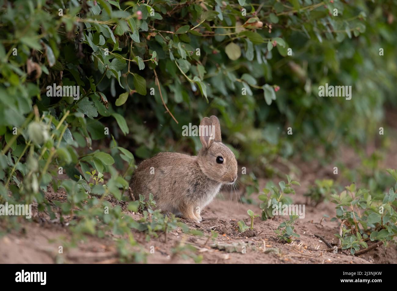 Rabbit baby sitting close up in Scotland in the summer time Stock Photo