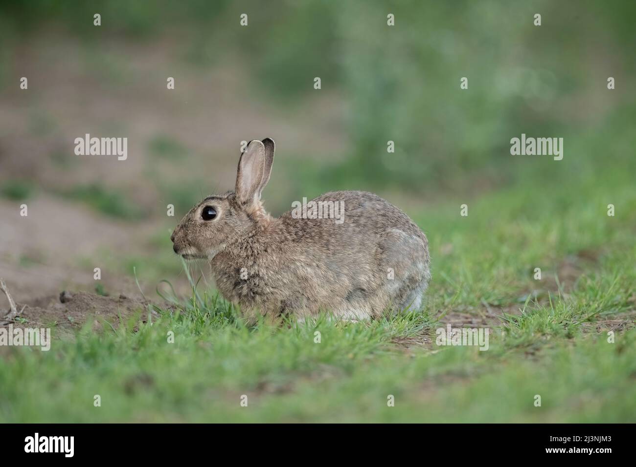Rabbit baby sitting on the grass, close up in Scotland in the summer time Stock Photo