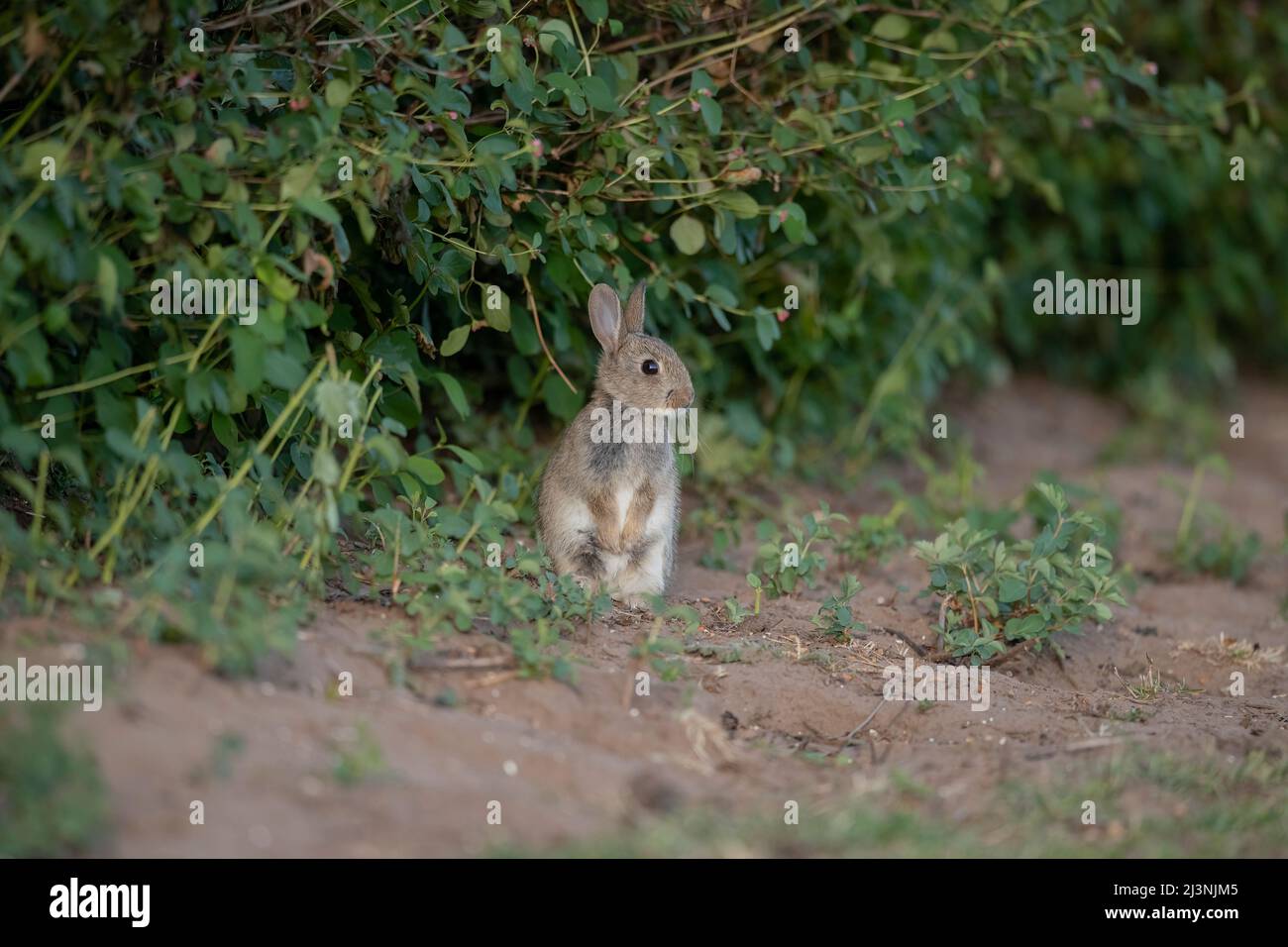 Rabbit baby sitting upright on the sand, close up in Scotland in the summer time Stock Photo