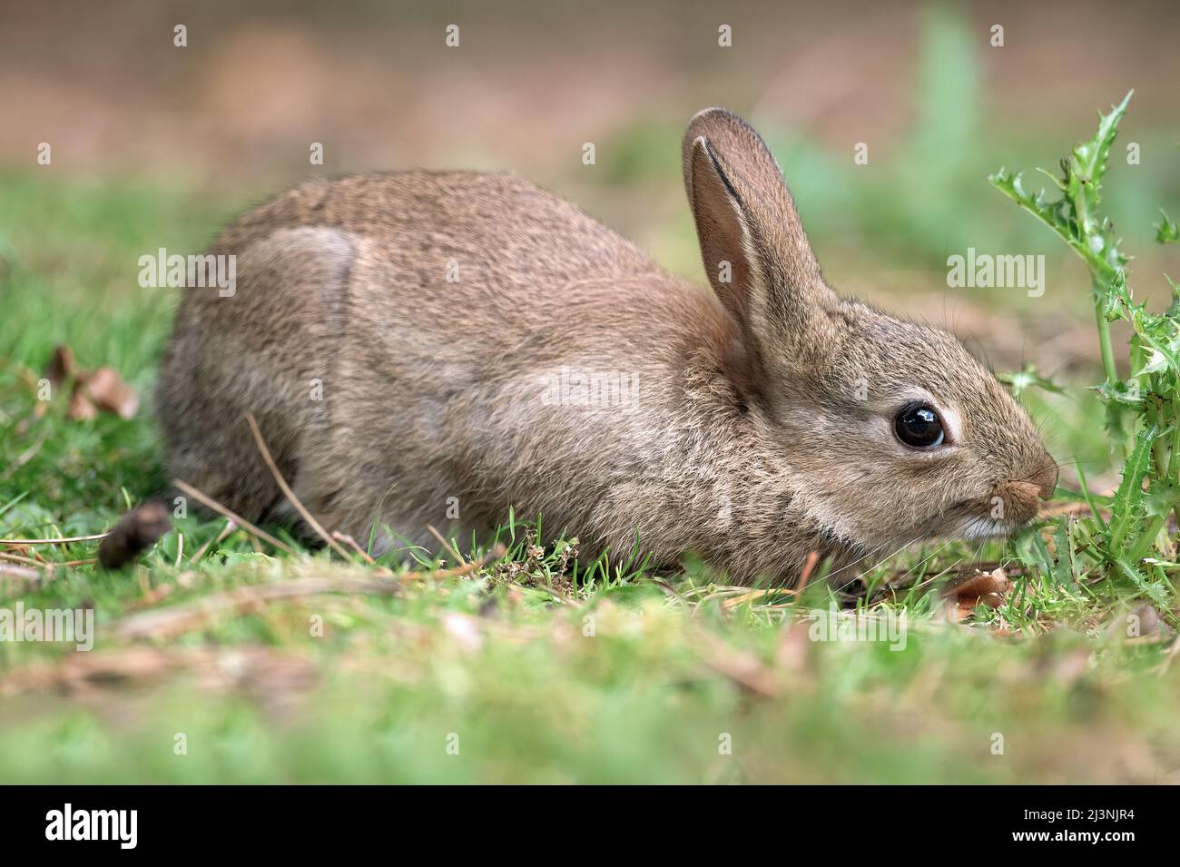 Rabbit baby sitting on the grass, smelling a dandelion plant, close up in Scotland in the summer time Stock Photo
