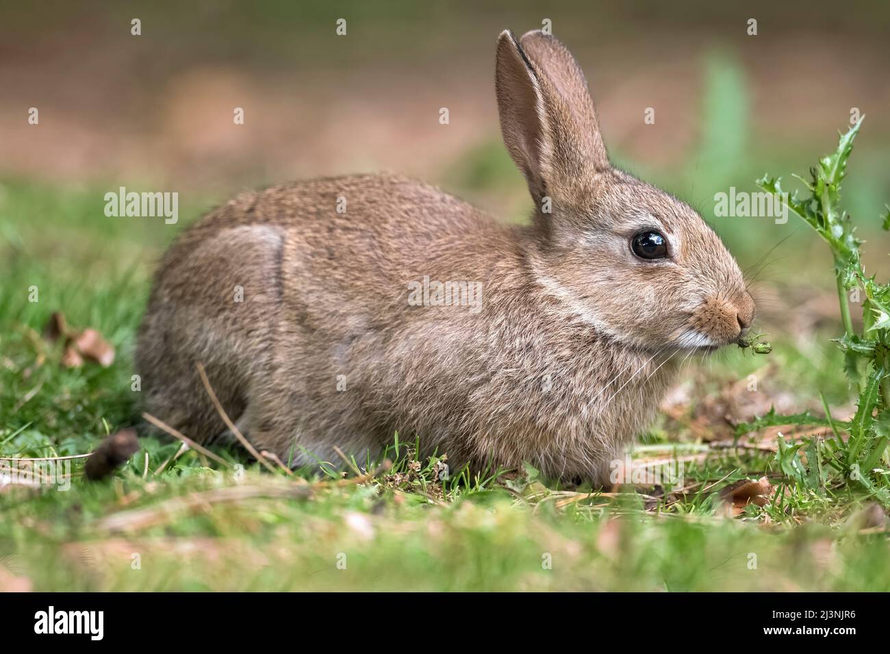 Rabbit baby sitting on the grass, eating a dandelion plant, close up in Scotland in the summer time Stock Photo