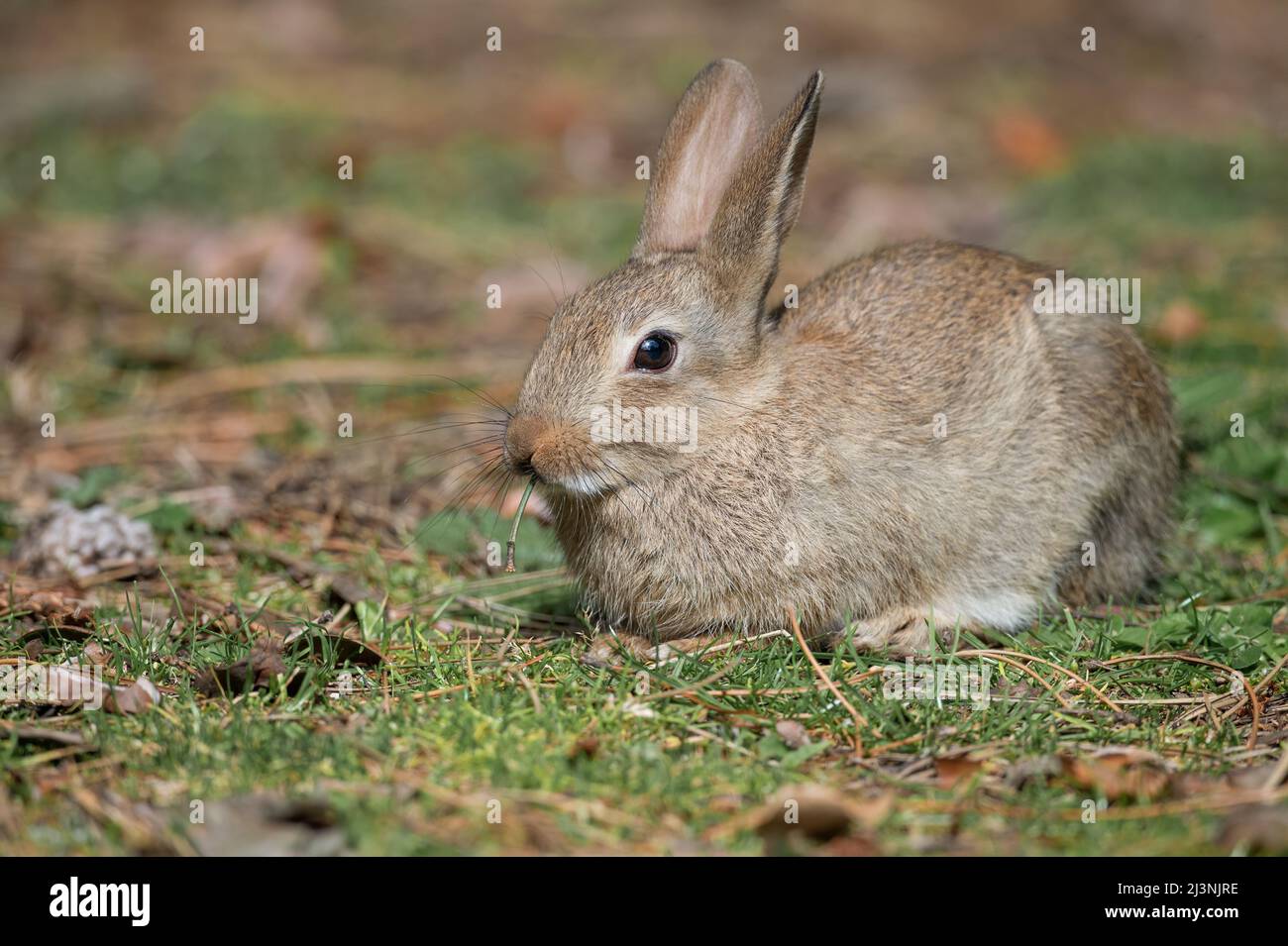 Rabbit baby sitting on the grass, eating a dandelion stalk, close up in Scotland in the summer time Stock Photo