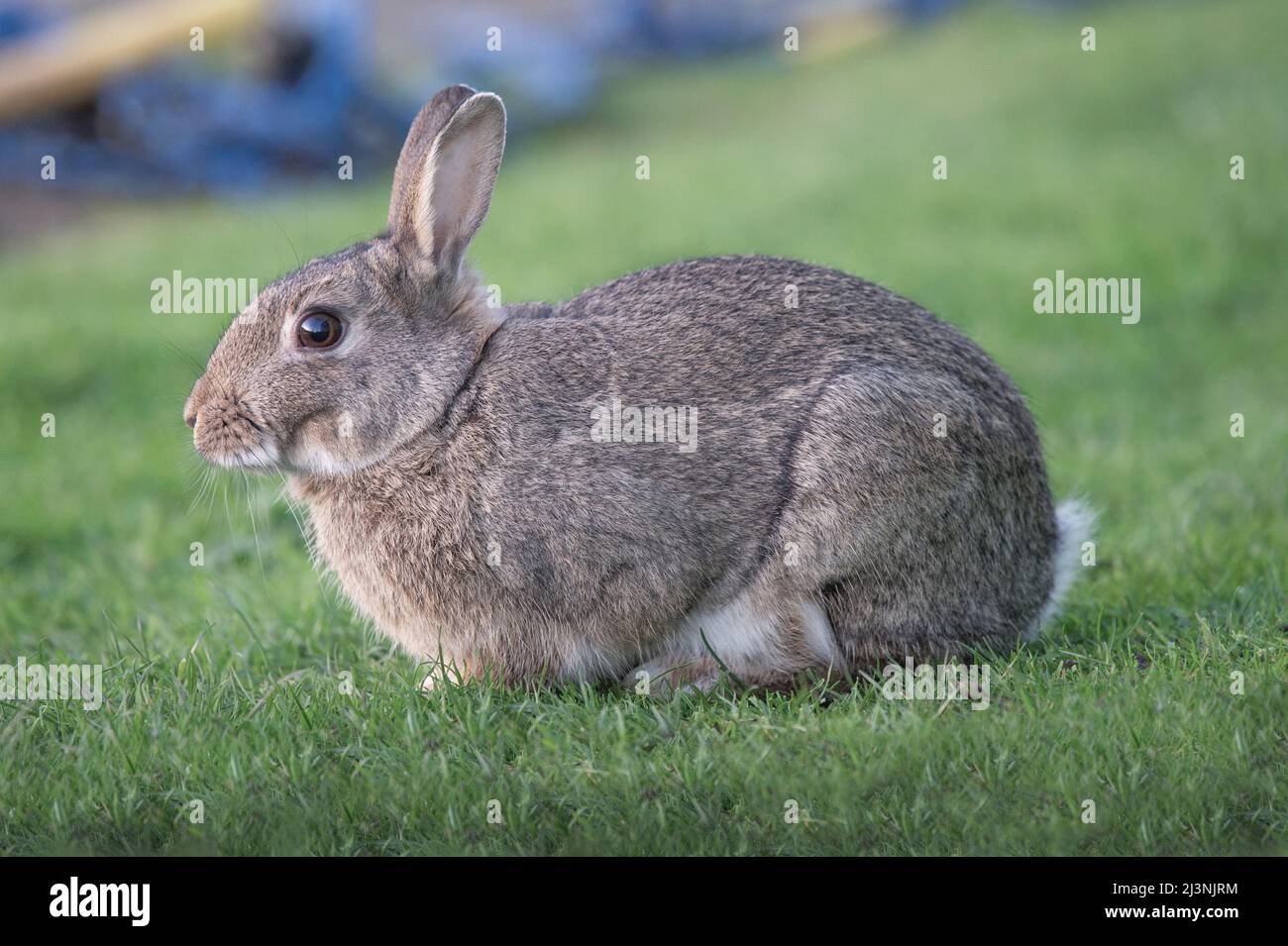 Rabbit baby sitting on the grass, close up in Scotland in the winter time Stock Photo