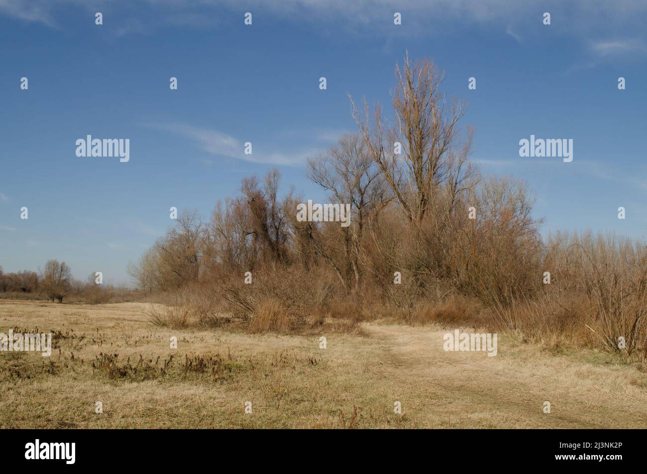 Wetland swamp water grass hi-res stock photography and images - Alamy