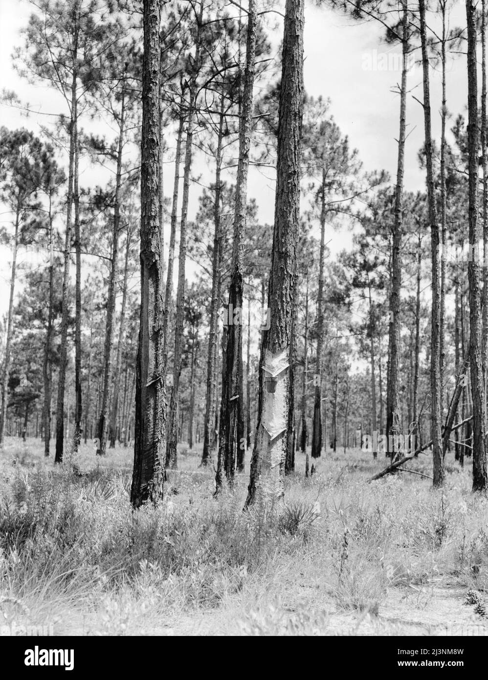 Turpentine trees in northern Florida. Stock Photo