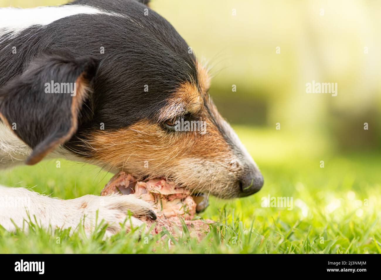 small cute Jack Russell Terrier dog eats a bone with meat and chews