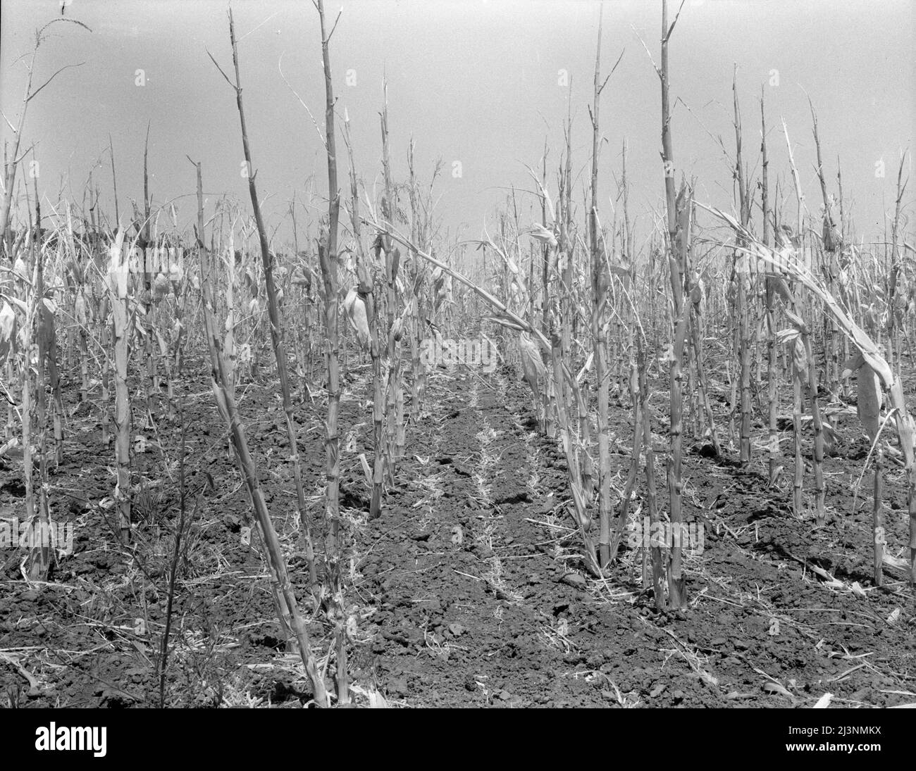 Corn, drought-stricken and eaten off by grasshoppers. Near Russelville, Arkansas. Stock Photo