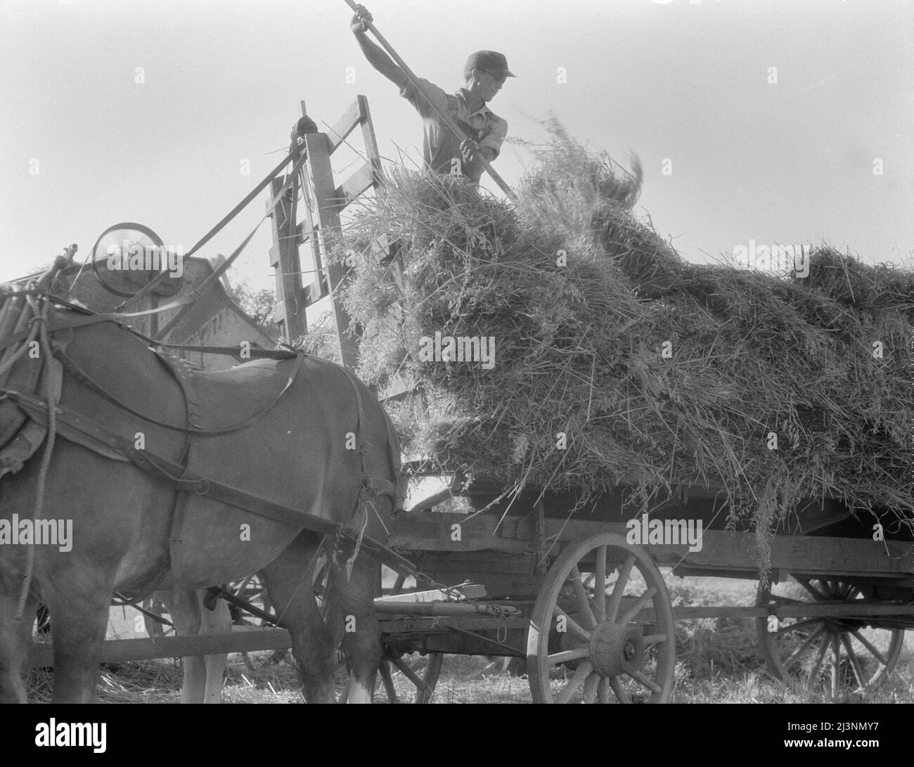 The threshing of oats. Clayton, Indiana, south of Indianapolis Stock