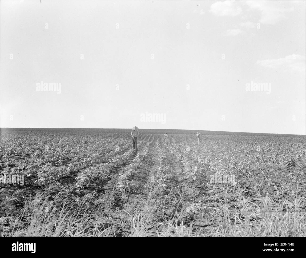 Hoeing cotton. South Texas Stock Photo - Alamy