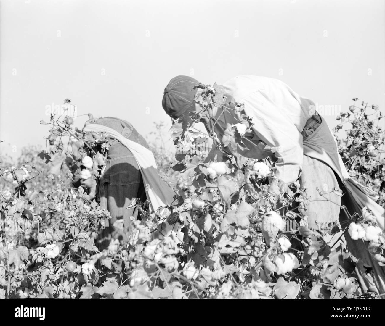 Cotton pickers 1930s hi-res stock photography and images - Alamy