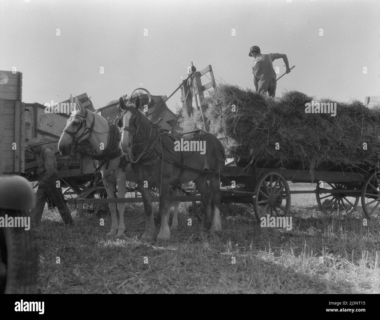 The threshing of oats. Clayton, Indiana, south of Indianapolis Stock