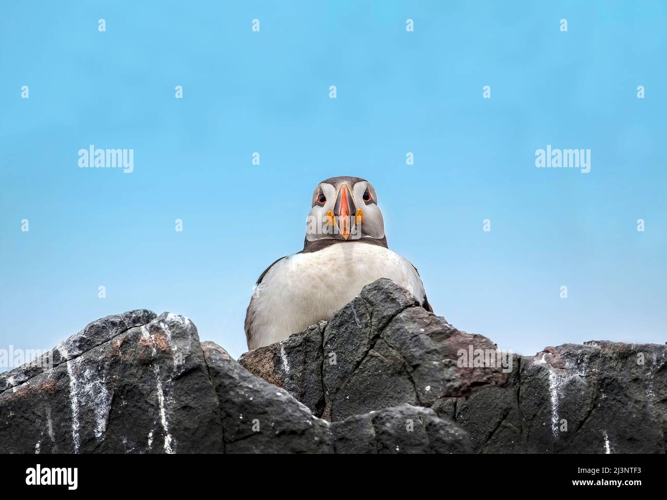 Puffin sitting on the edge of a cliff, looking forwards, close up in the summer with blue sky Stock Photo