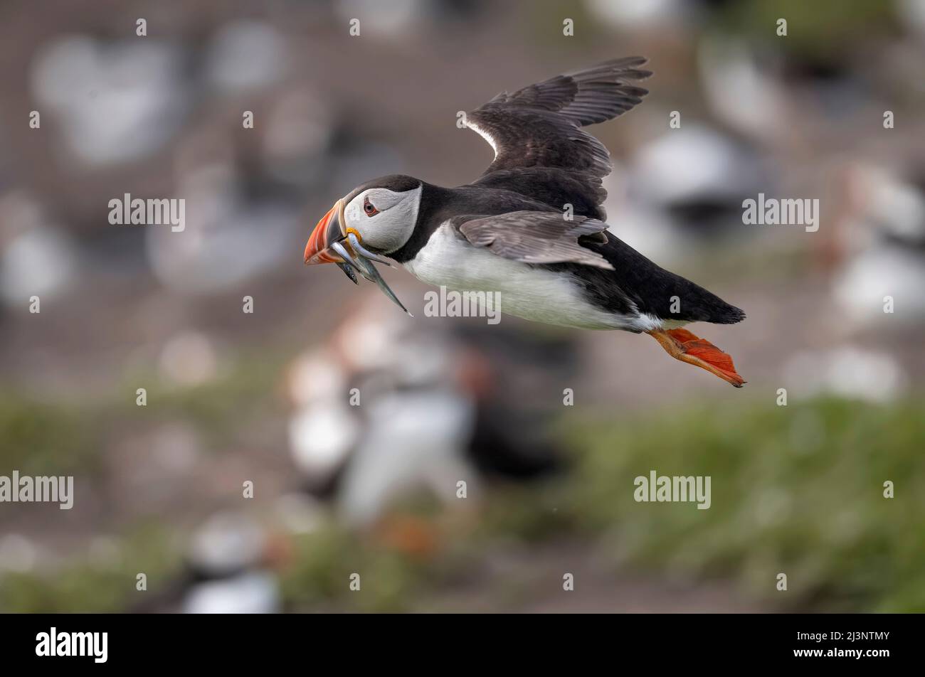 Puffin flying with a with a beak full of Sand eels, close up in the summer Stock Photo