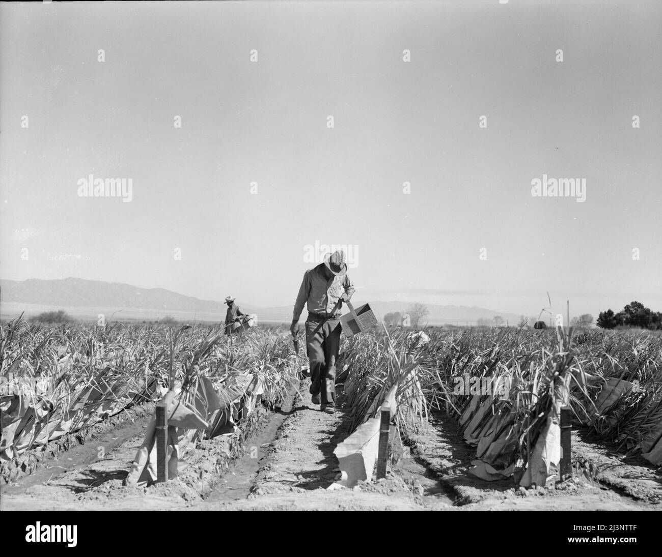 Desert agriculture. Brushed chili field. Replanting chili plants on a Japanese-owned ranch. Sticks, palm leaves and paper are used for protection against wind and cold. Tomato plants are cultivated by the same method. Imperial Valley, California. Stock Photo