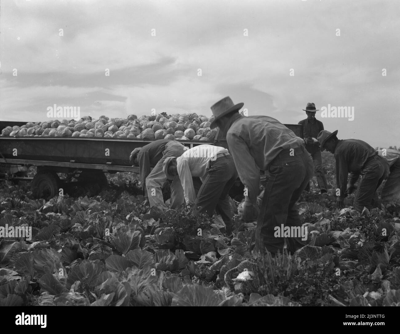 Cabbage cutting and hauling by new Vessey (flat truck) system, now also ...