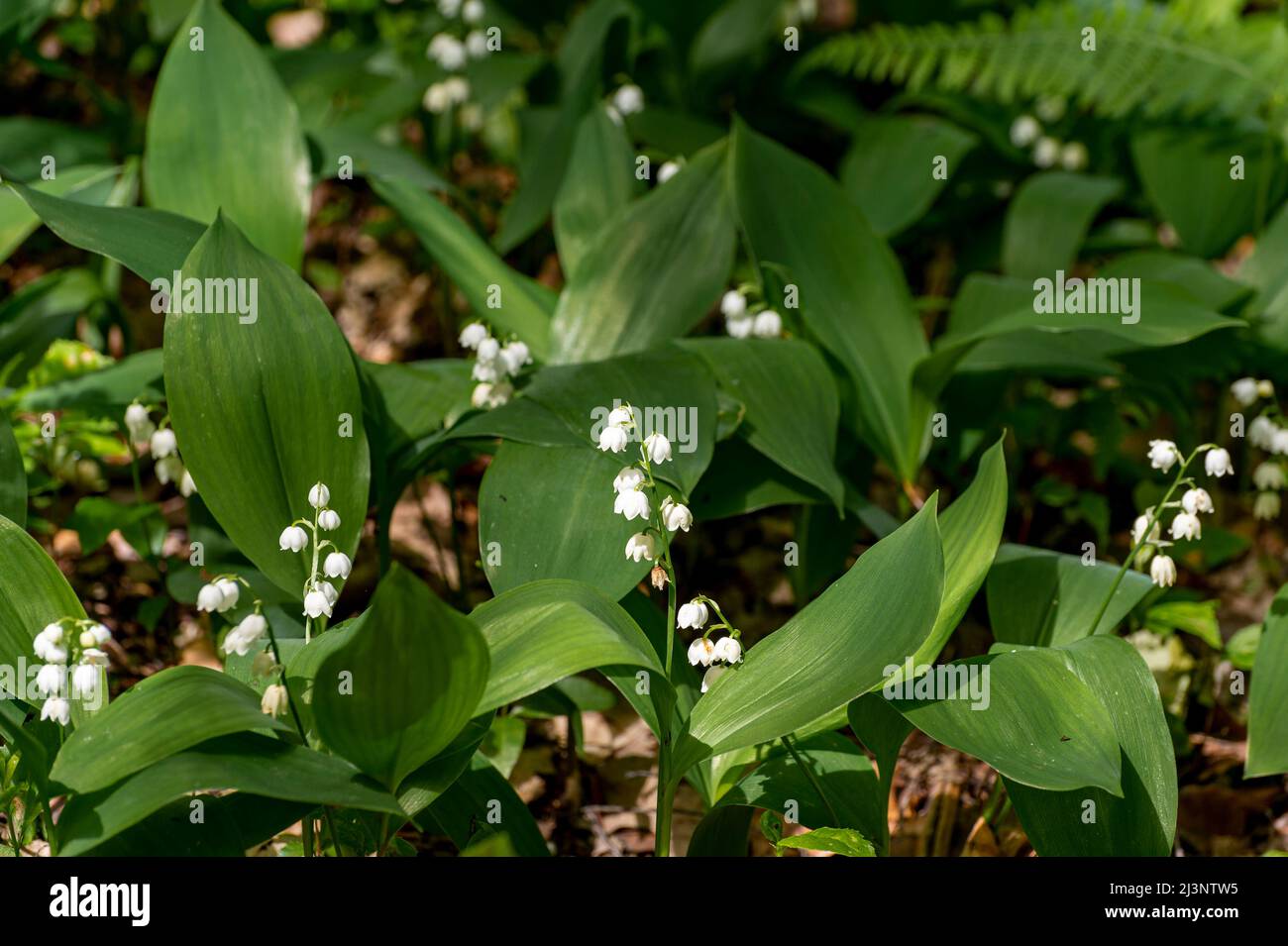 Bed of wild lily of the valley flowers. In Alsace, on May 1st, walkers pick the pretty little white bells in the forest. Stock Photo