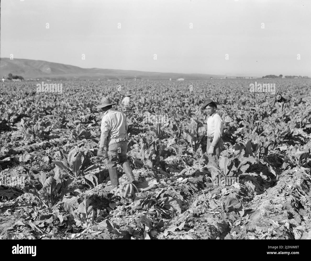 Filipino boys cutting cauliflower (gang labor) near Santa Maria, California. Stock Photo