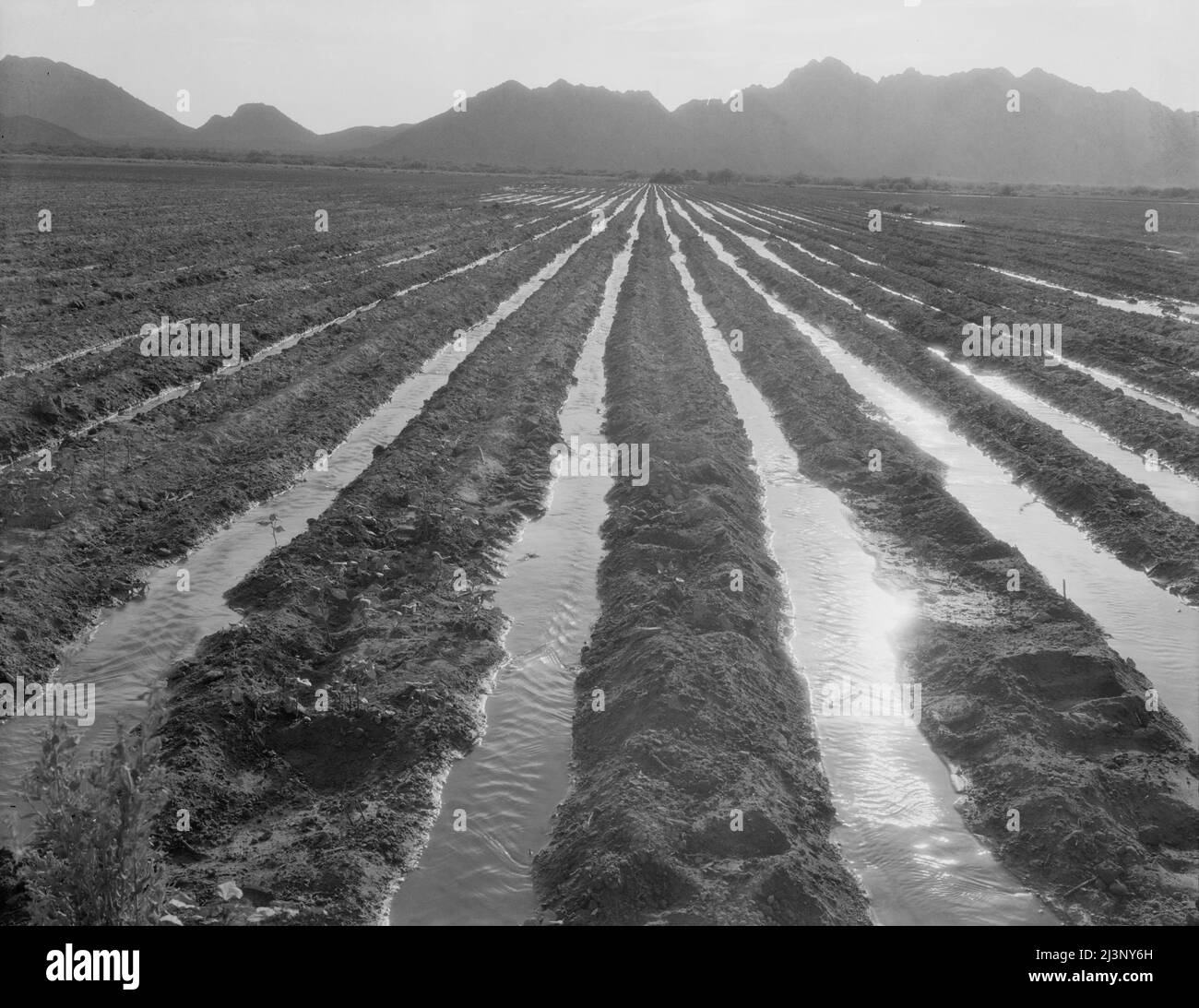 Irrigated field of cotton seventy miles from Phoenix, Arizona Stock Photo Alamy