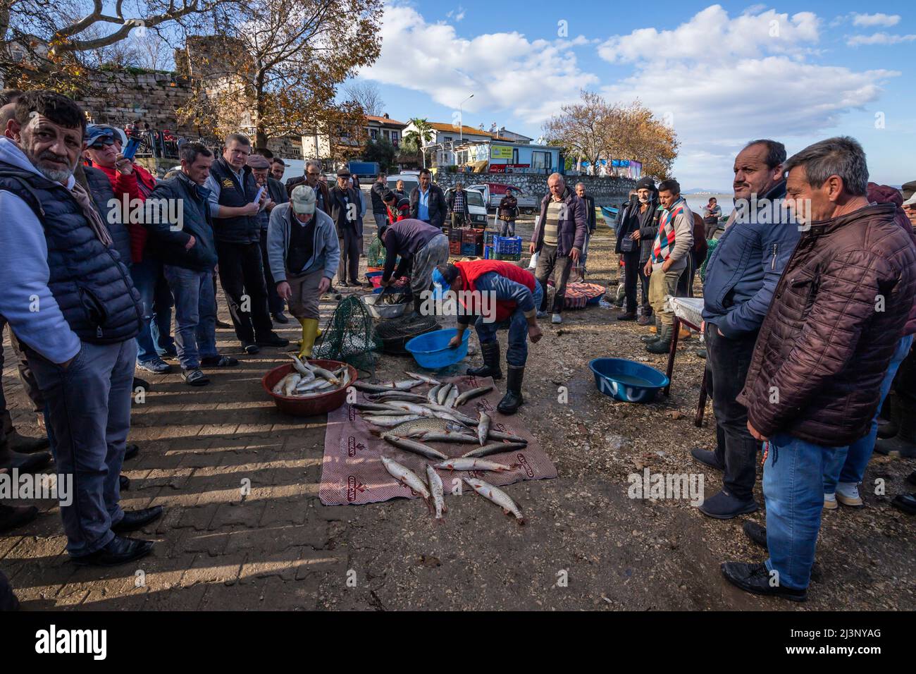 Gölyazı fisheries sell their caught fish at auction Stock Photo Alamy