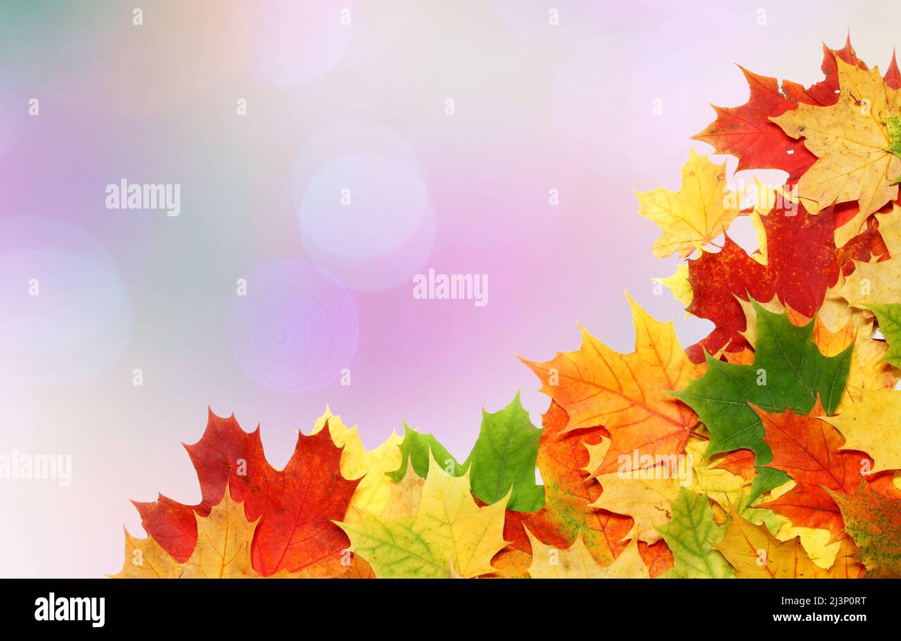 Beautiful autumn maple leaves. Autumn concept. Stock Photo