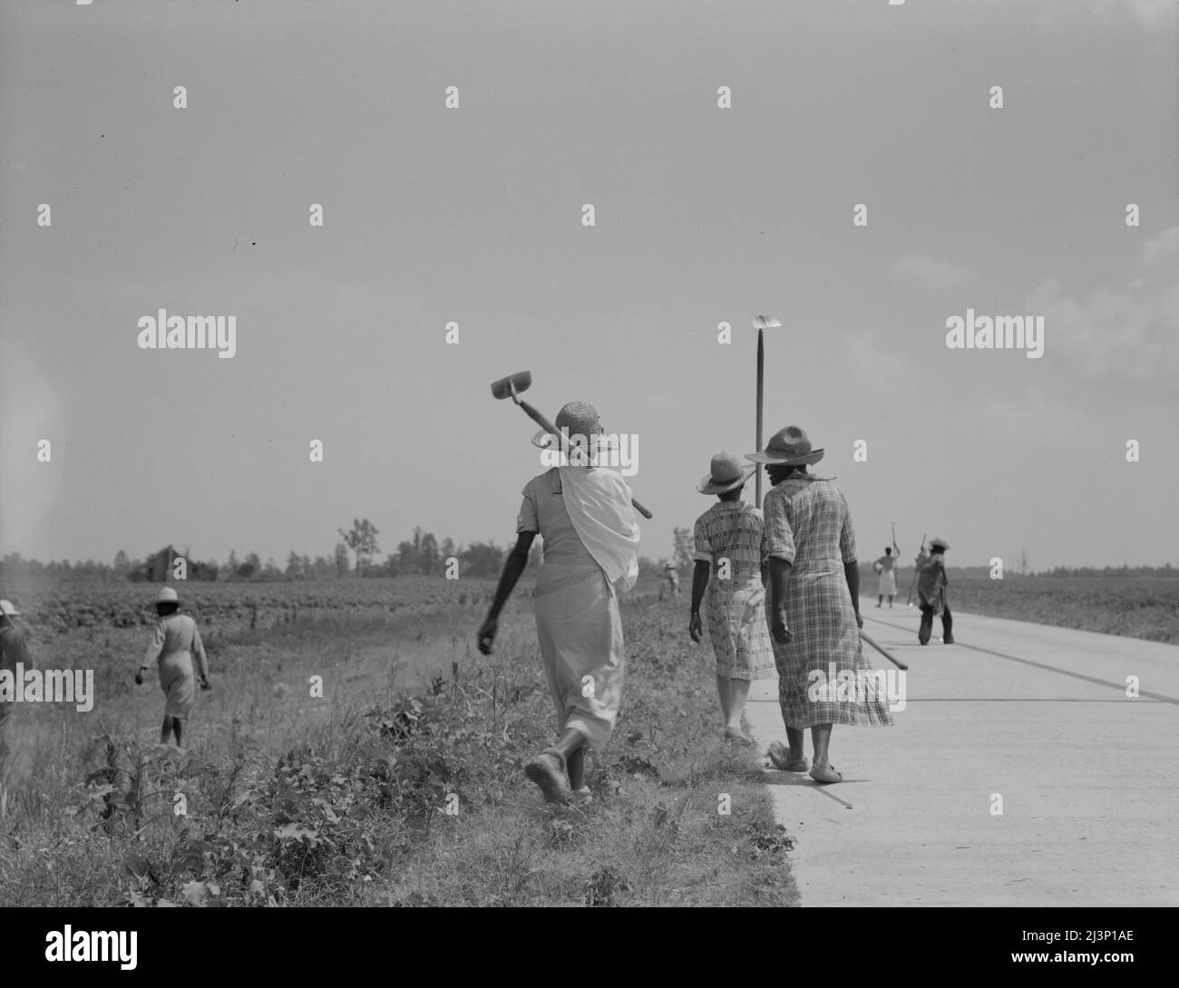 Cotton hoers (day laborers) move from one field across the highway to