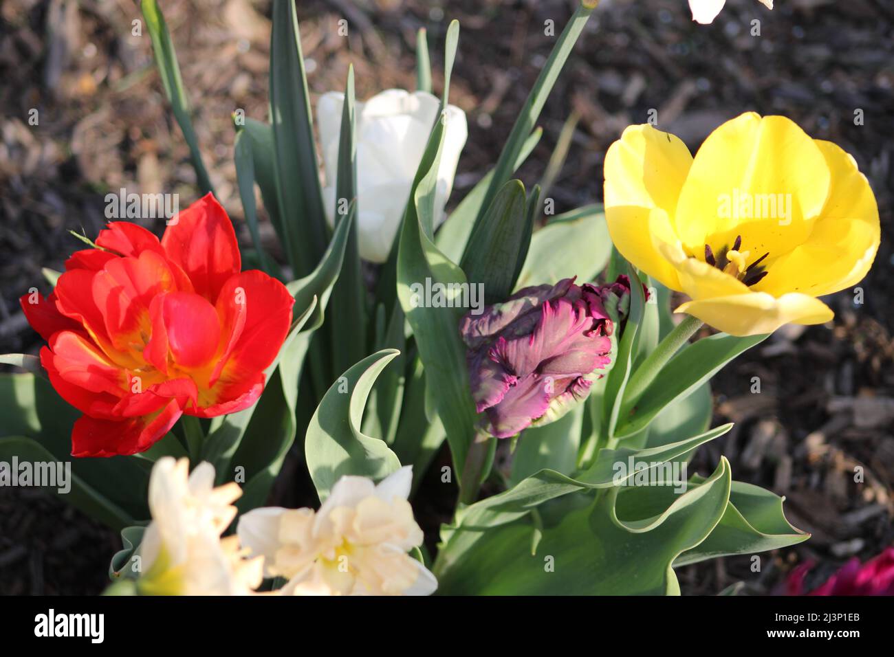 Tulips on the grounds of Biltmore Estates Stock Photo