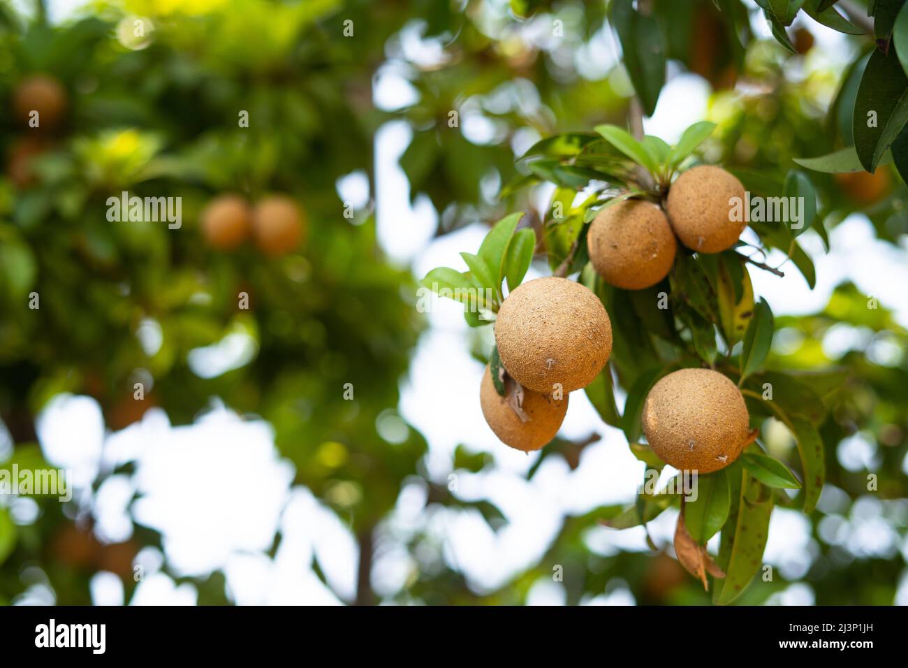 Close up shot of sapota fruits on tree at farmladnd - concept of environment, freshness and nature Stock Photo