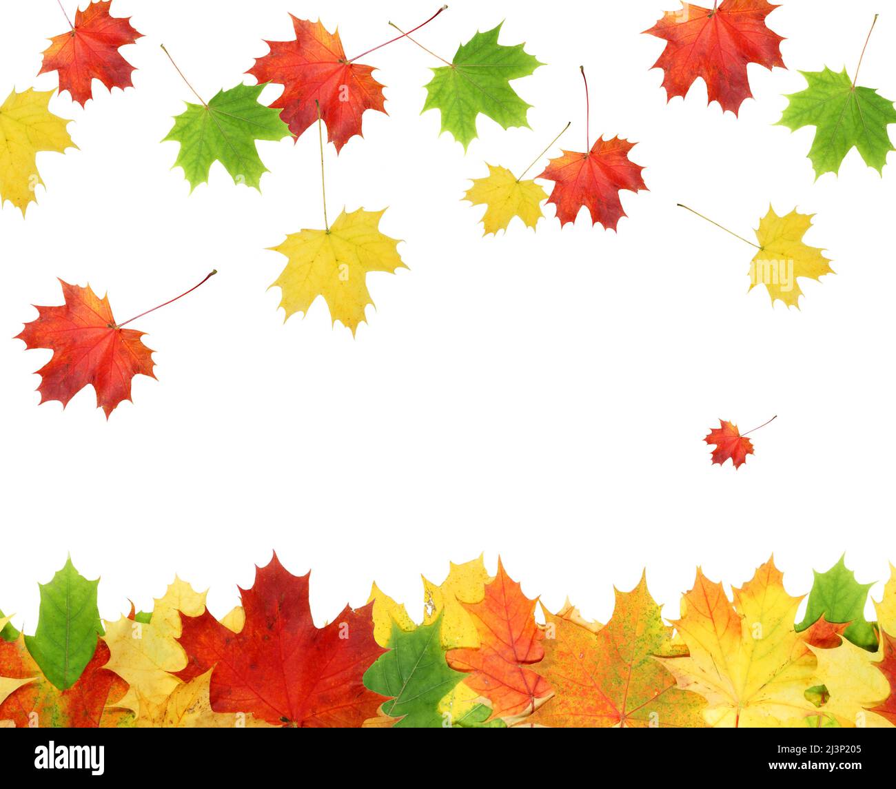 Beautiful autumn maple leaves isolated on white background Stock Photo ...