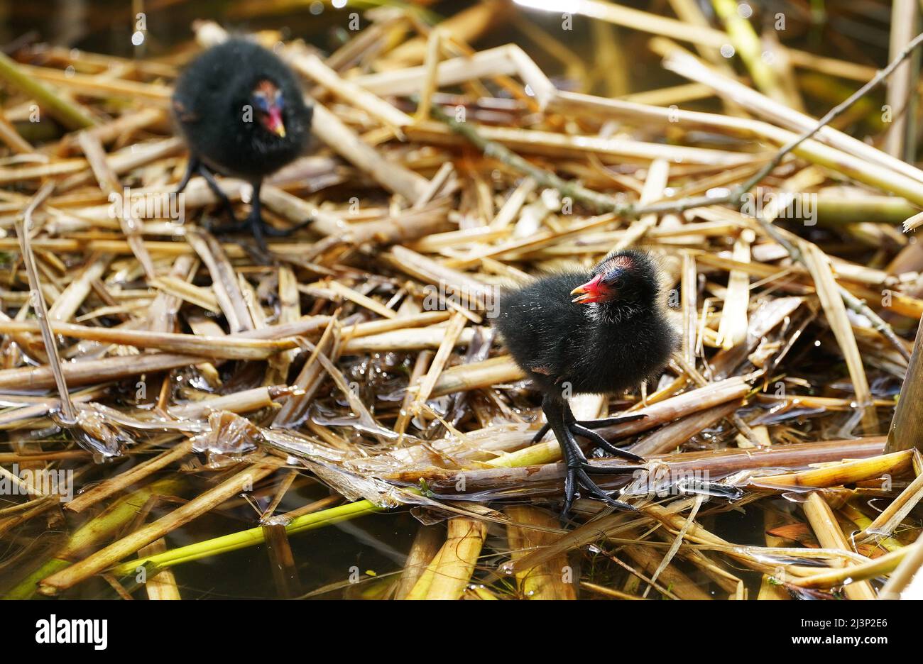 Moorhen Chicks Hi res Stock Photography And Images Alamy moorhen-chicks-hi-res-stock-photography-and-images-alamy