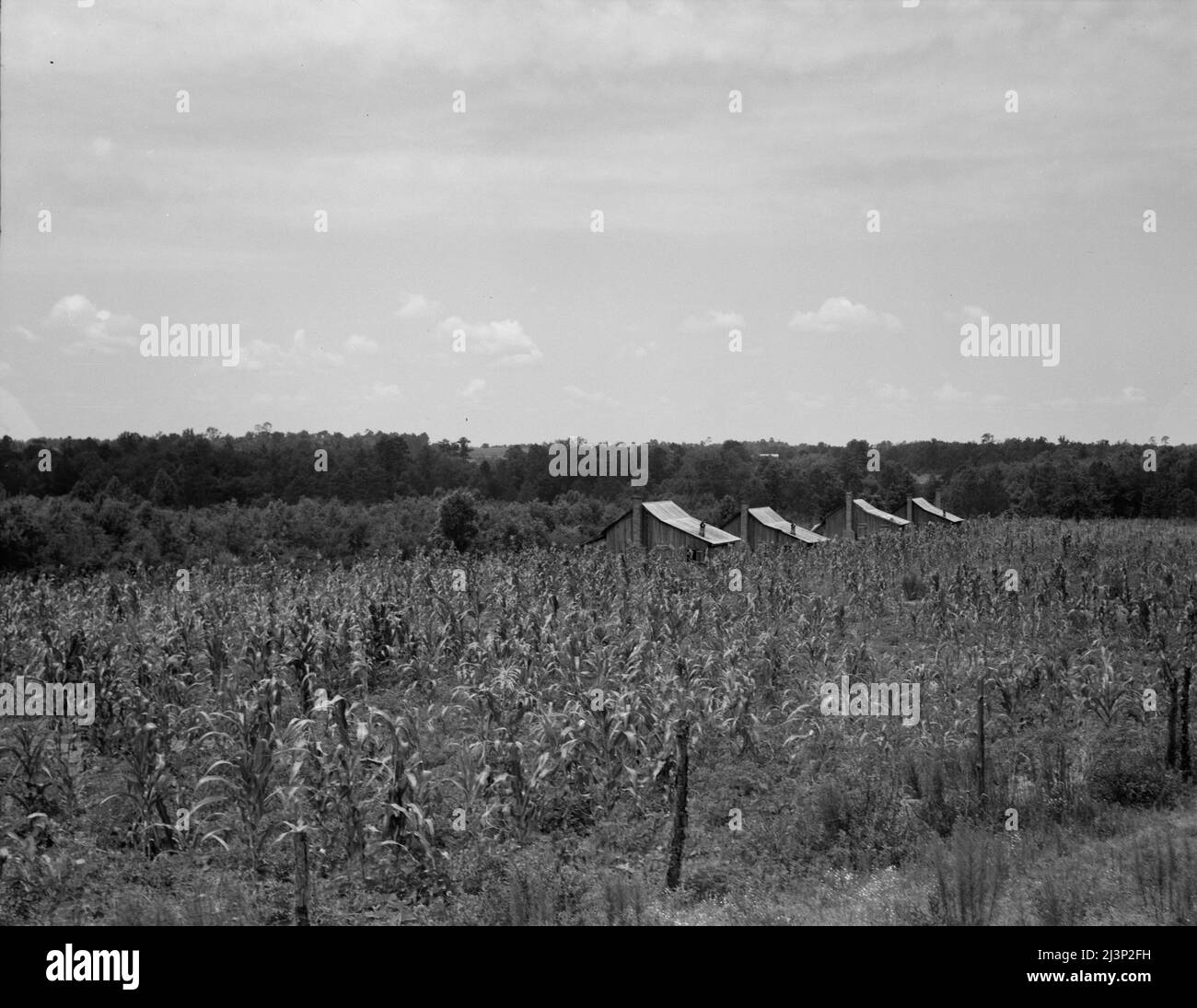 Cabins in the corn. South Stock Photo Alamy