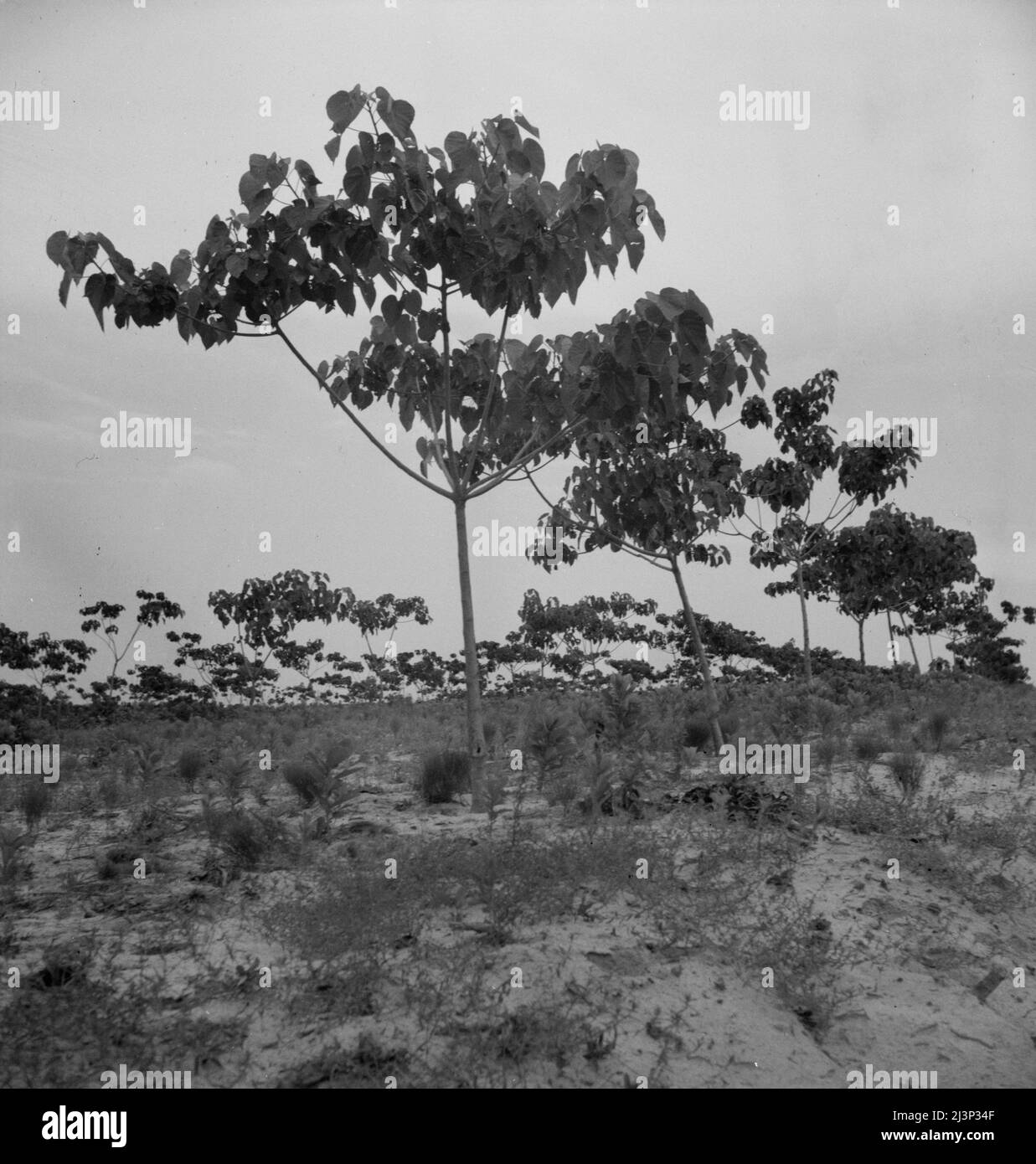 Tung oil grove near Mossy Head, Florida. This is a new development in the cultivation of naval stores for oil. The trees came from China, the nut, when pressed, yields an oil used in paint manufacture. Stock Photo