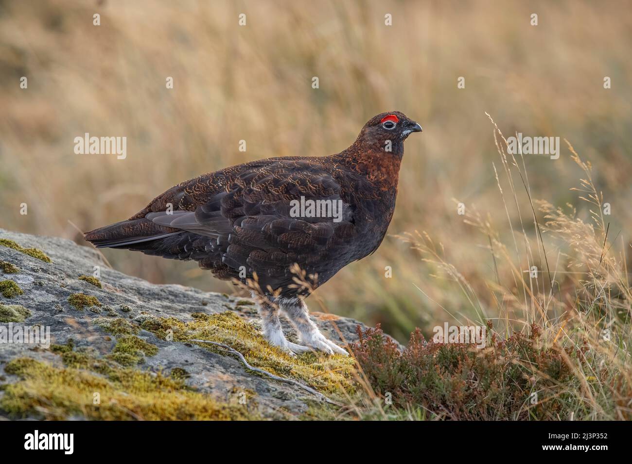 Red Grouse male on a rock in Scottish moorland, close up, in spring Stock Photo