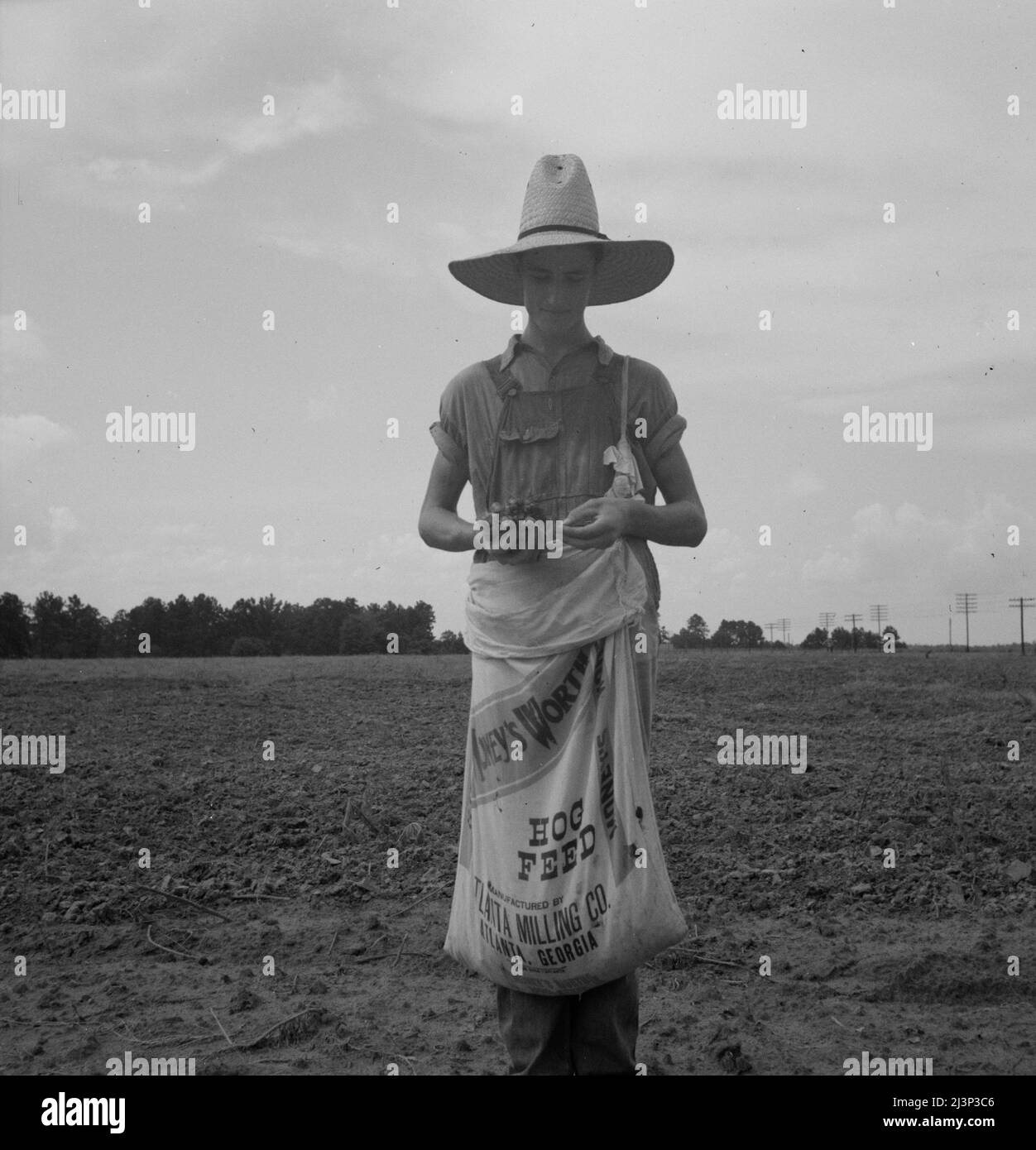 Farm boy with sack full of boll weevils which he has picked off of cotton plants. Macon County, Georgia. [Sack made from hog feed bag]. Stock Photo
