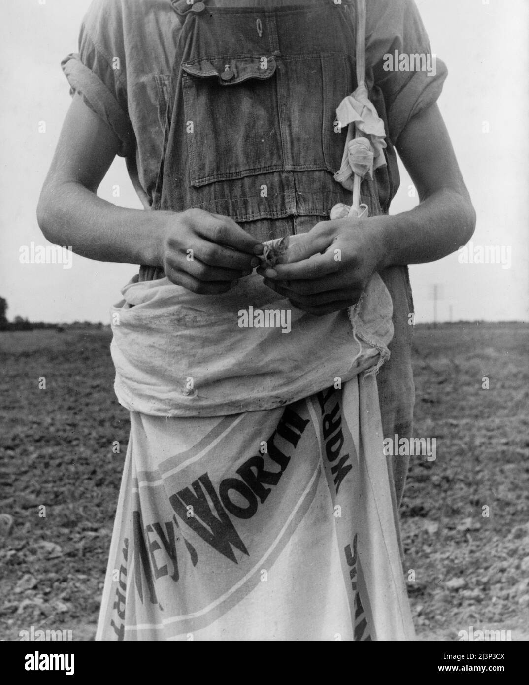 Farm boy with sack full of boll weevils which he has picked off of cotton plants. Macon County, Georgia. Stock Photo