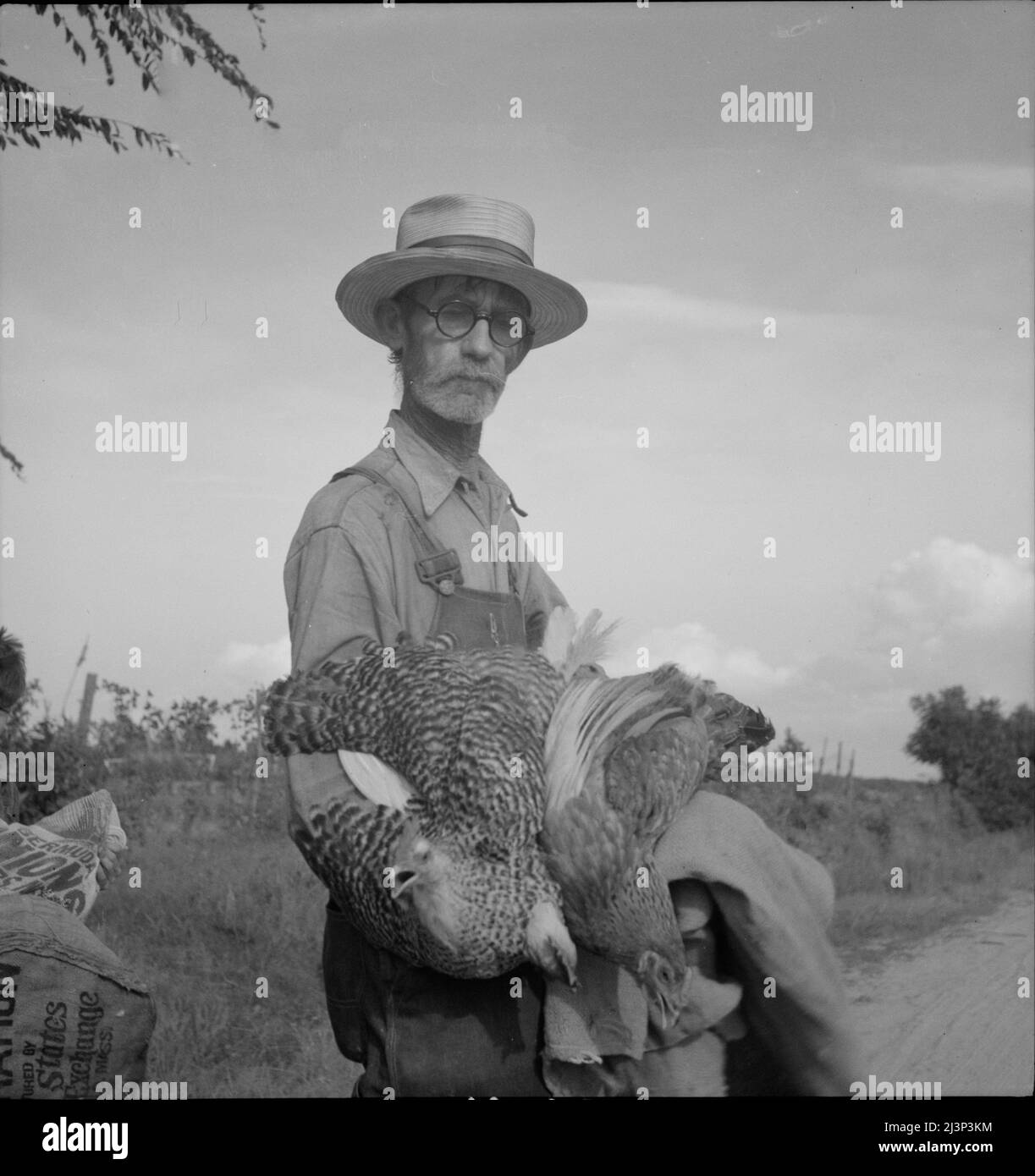Poultry farming Black and White Stock Photos & Images Alamy