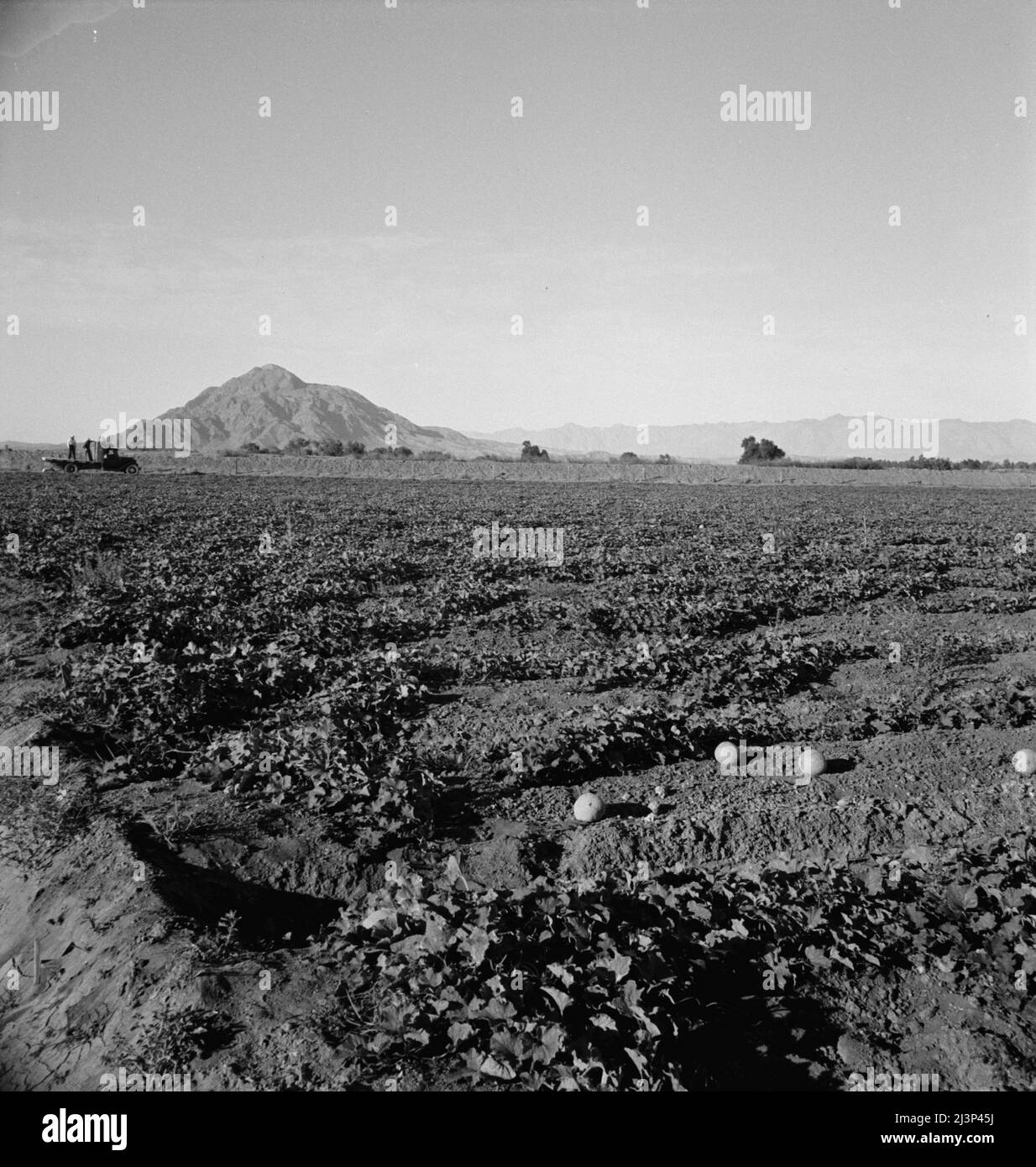 Cantaloupe field, desert agriculture on the Mexican border. Largescale