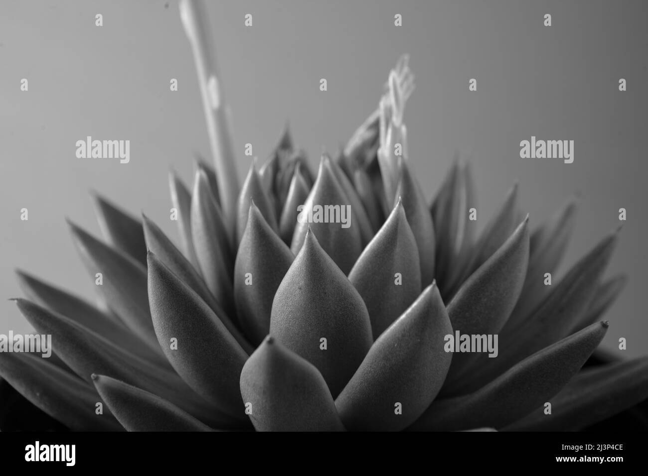 Black and white succulent plant, side view. Close-up of echeveria with thick funny leaves for poster, calendar, poster, screensaver, wallpaper, card Stock Photo