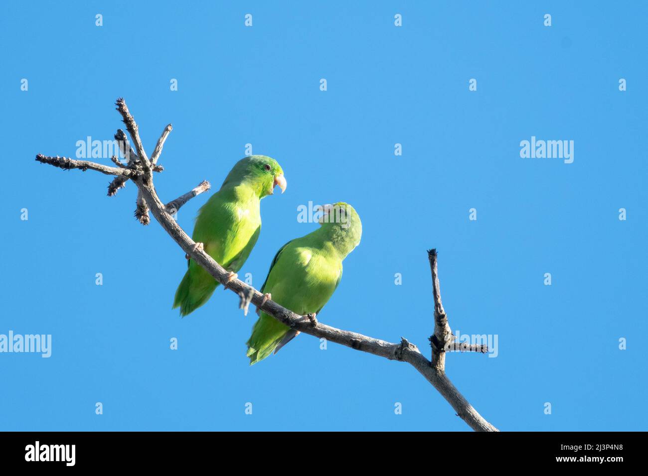 Two Green-rumped Parrotlets (parakeets), Forpus passerinus, having a conversation and playing. Two cute birds talking and having a conversation. Stock Photo