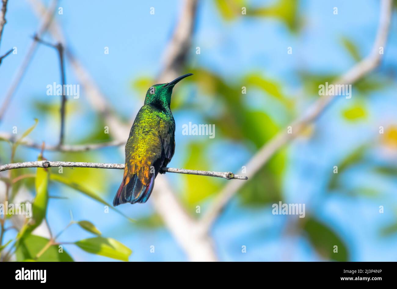 Male Green-throated Mango hummingbird, Anthracothorax viridigula, perched in the sunlight looking back at camera. Stock Photo