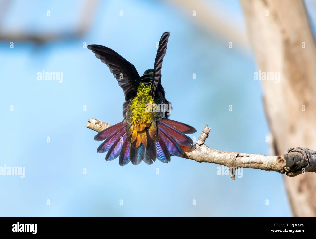 Male Green-throated Mango hummingbird, Anthracothorax viridigula, stretching with his pink tail flared and wings spread. Stock Photo