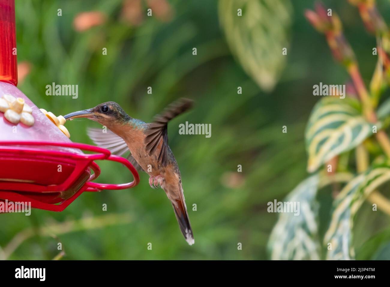 Rufous-breasted Hermit hummingbird, Glaucis hirsutus, feeding on a bird feeder decoration in a tropical garden surrounded by lush foliage. Stock Photo