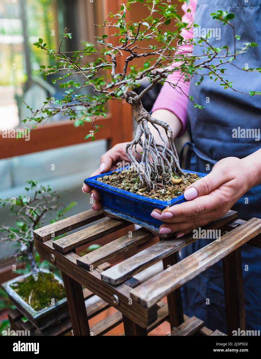 woman with bonsai in her hands in the garden Stock Photo