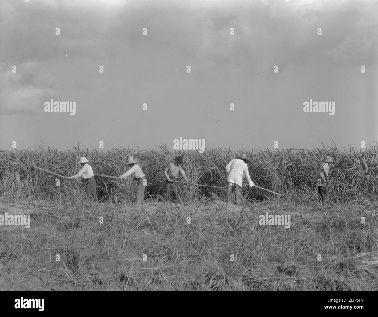 Hoeing sugarcane on plantation in Louisiana. Stock Photo