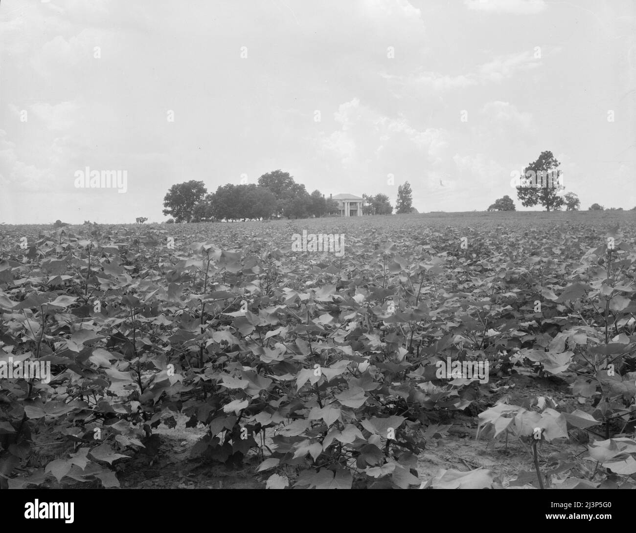 Cotton field and plantation house. Macon County, Georgia. Stock Photo