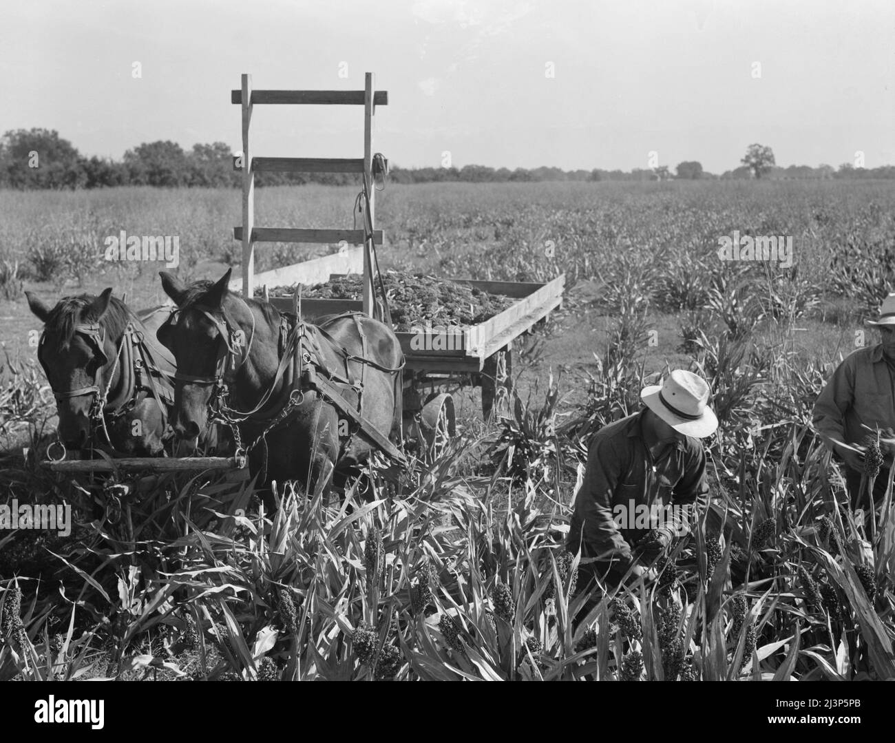 Harvesting milo maize, Tulare County, California. Cost of harvesting by this method totals ten dollars per acre. Cost of harvesting by cooperative harvester bought by Farm Security Administration (FSA) in this county, six dollars per acre. Stock Photo