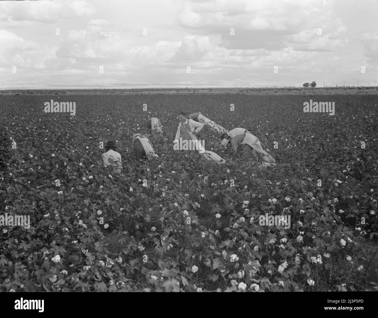 Black men picking cotton hires stock photography and images Alamy