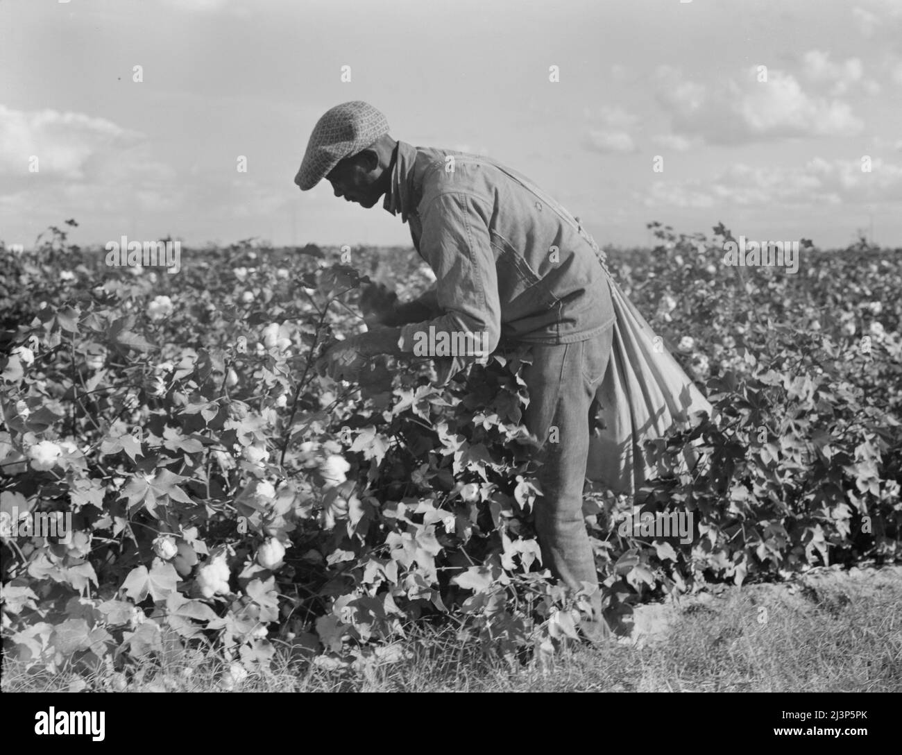 African american cotton pick hires stock photography and images Alamy