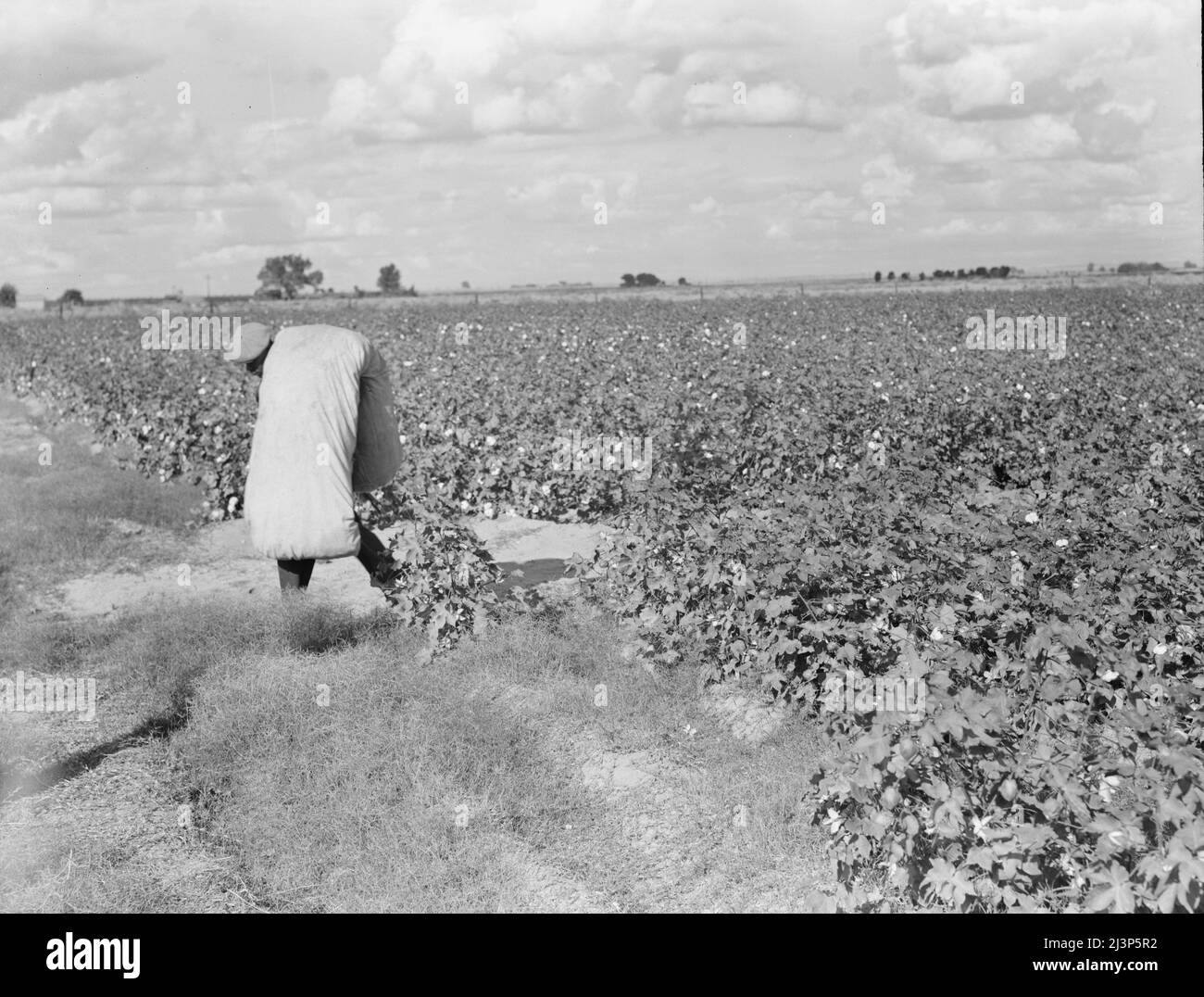 Cotton pickers 1930s hires stock photography and images Alamy