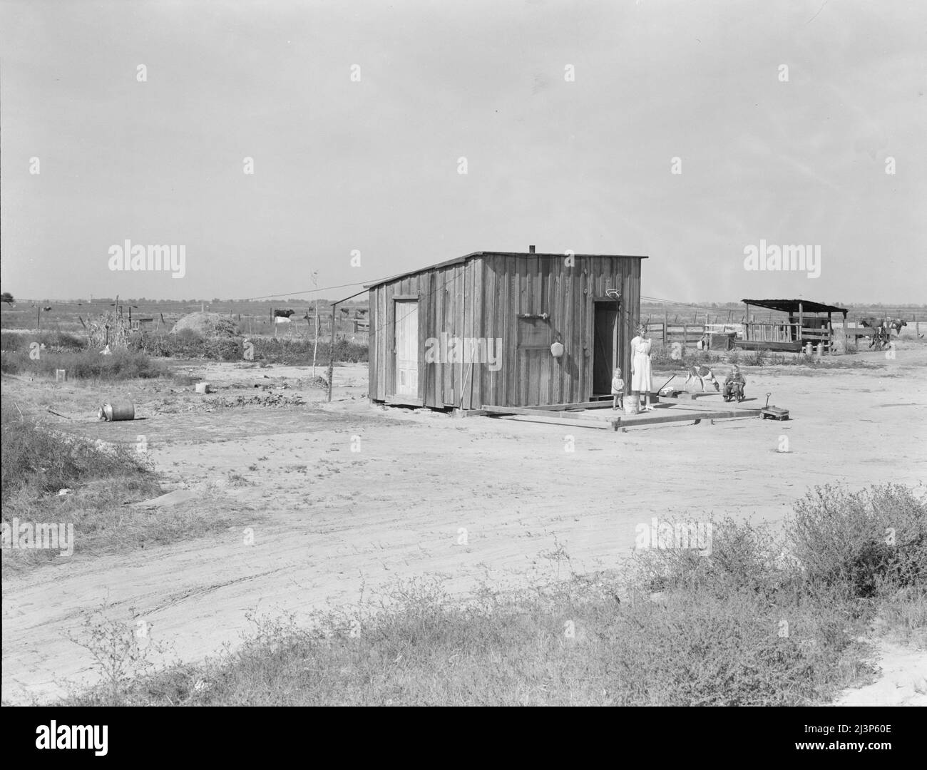 Home of rural rehabilitation client, Tulare County, California. They bought twenty acres of raw unimproved land with a first payment of fifty dollars which was money saved out of relief budget (August 1936). They received a Farm Security Administration (FSA) loan of seven hundred dollars for stock and equipment. Now they have a one-room shack, seven cows, three sows, and homemade pumping plant, along with ten acres of improved permanent pasture. Cream check approximately thirty dollars per month. Husband also works about ten days a month outside the farm. Husband is twenty-six years old, wife Stock Photo